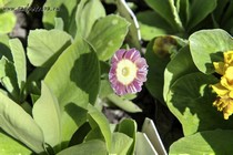 Примула Ушковая Handsome Lass (Primula Auricula Handsome Lass)