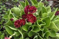 Примула Ушковая Heidi (Primula Auricula Heidi)