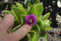 Примула Ушковая Hortense (Primula Auricula Hortense)