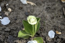 Примула Ушковая Ice Cap (Primula Auricula Ice Cap)