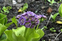 Примула Ушковая Lilac Mist (Primula Auricula Lilac Mist)