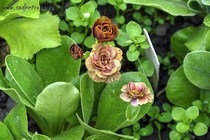 Примула Ушковая Lincoln Chestnut (Primula Auricula Lincoln Chestnut)