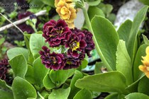Примула Ушковая Little Rosetta (Primula Auricula Little Rosetta)