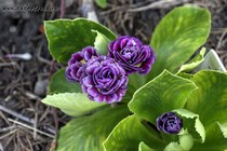 Примула Ушковая Levertone (Primula Auricula Levertone)
