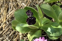 Примула Ушковая Matthew Yates (Primula Auricula Matthew Yates)