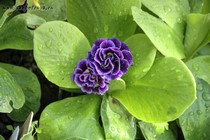 Примула Ушковая Monkey(purple) shades (Primula Auricula Monkey(purple) shades)