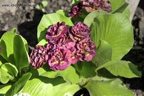 Примула Ушковая Morello (Primula Auricula Morello)