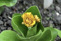 Примула Ушковая Optimist (Primula Auricula Optimist)
