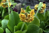 Примула Ушковая Orange shades (Primula Auricula Orange shades)