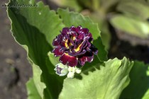 Примула Ушковая Palmarine (Primula Auricula Palmarine)