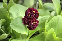 Примула Ушковая Palpatine (Primula Auricula Palpatine)