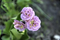 Примула Ушковая Piglet (Primula Auricula Piglet)