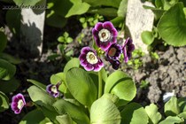 Примула Ушковая Polestar (Primula Auricula Polestar)