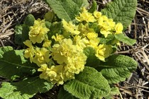 Примула полиантовая Polyanna Fresh Lemon