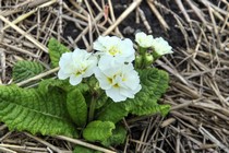 Примула полиантовая Polyanna Frosty White
