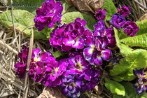 Примула полиантовая Polyanna Purple Dawn