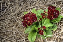 Примула полиантовая Polyanna Touch of Gold