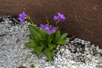 Примула карниолийская (Primula carniolica)