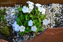 Примула жестковолосистая Bellini (Primula hirsuta Bellini)