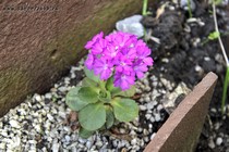 Примула жестковолосистая Bellini (Primula hirsuta Bellini)