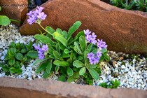 Примула окаймленная (Primula marginata)