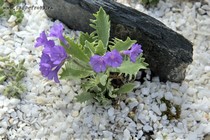 Примула окаймленная Holly Leaf (Primula marginata Holly Leaf)