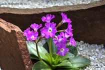 Примула спектабилис (Primula spectabilis)