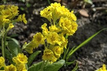 Примула цветок в цветке