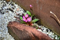 Примула Варшеневского (Primula warshenewskiana B. Fedtsch)