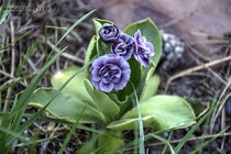 Примула Ушковая Reni (Primula Reni)