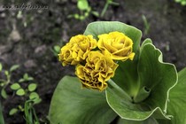 Примула Ушковая Rhinegold (Primula Rhinegold)