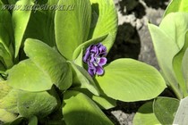 Примула Ушковая Rose Conjon (Primula Rose Conjon)