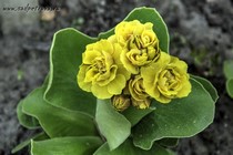 Примула Ушковая Schicchi (Primula Auricula Schicchi)