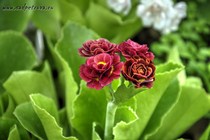 Примула Ушковая Stromboli (Primula Auricula Stromboli)