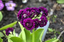 Примула Ушковая Tess (Primula Auricula Tess)