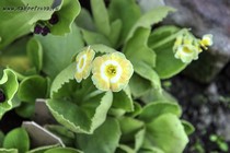 Примула Ушковая Theodora (Primula Auricula Theodora)