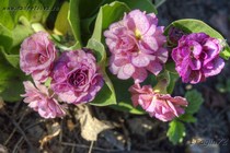 Примула Ушковая Xaver (Primula Auricula Xaver)