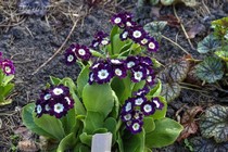 Примула Ушковая 1-1 (Primula Auricula)
