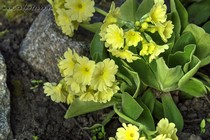 Примула Ушковая 1-10 (Primula Auricula)