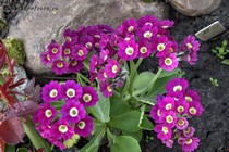 Примула Ушковая 1-11 (Primula Auricula)