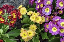 Примула Ушковая 1-12 (Primula Auricula)