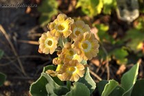 Примула Ушковая 1-13 (Primula Auricula)