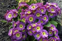 Примула Ушковая 1-14 (Primula Auricula)