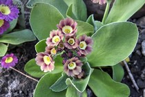 Примула Ушковая 1-15 (Primula Auricula)