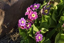 Примула Ушковая 1-16 (Primula Auricula)