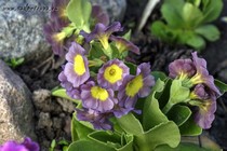 Примула Ушковая 1-17 (Primula Auricula)