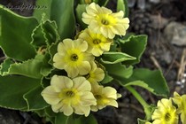 Примула Ушковая 1-18 (Primula Auricula)