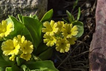 Примула Ушковая 1-19 (Primula Auricula)