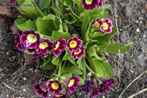 Примула Ушковая 1-2 (Primula Auricula)