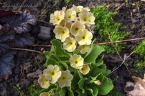 Примула Ушковая 1-20 (Primula Auricula)